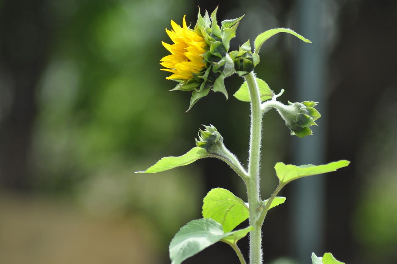 How to Stay Safe During Radical Climate Changes?